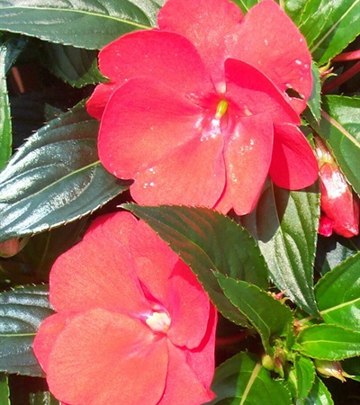 New Guinea Impatiens Super Sonic® Red